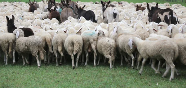 Stado owiec i osły — Zdjęcie stockowe