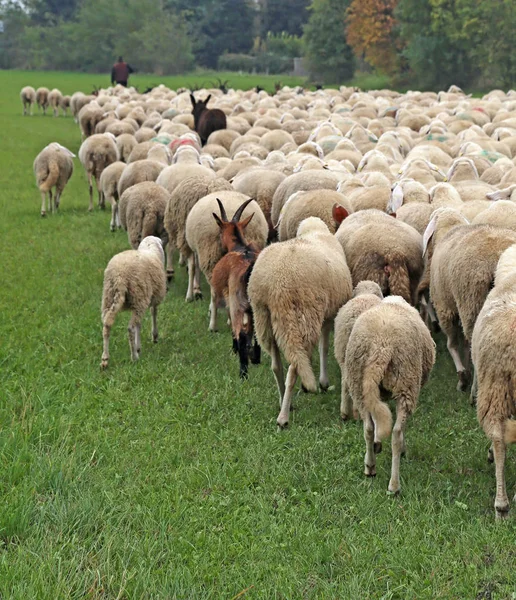 Many sheep with the thick white fleece grazing — Stock Photo, Image