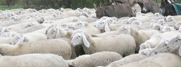 Ovelhas brancas com lã grossa e alguns burros — Fotografia de Stock