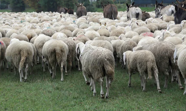 Ovelhas com pele grossa branco pasto lanoso no outono com alguns fazem — Fotografia de Stock