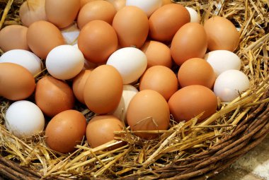 tavuk yumurtası sadece kümeste toplanan