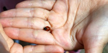 küçük bir kızın elinde siyah noktalı uğur böceği