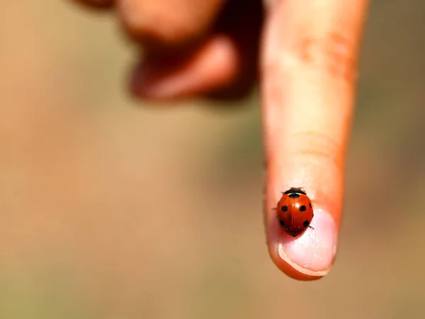 Lieveheersbeestje met stippen van de zwarten op de wijsvinger van een kind — Stockfoto