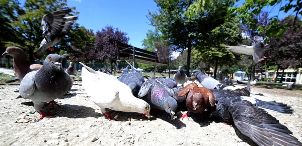 Many pigeons looking for crumbs of bread in the public garden — Stock Photo, Image