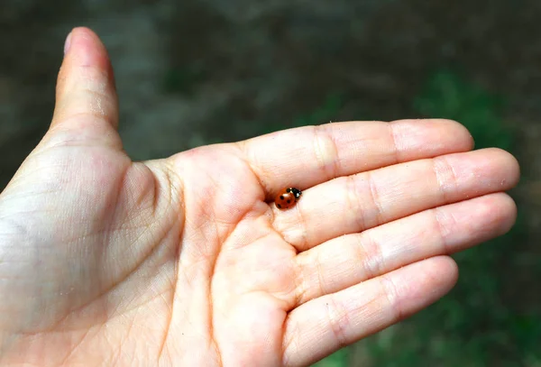 Rood lieveheersbeestje met stippen van de zwarten in de handen — Stockfoto