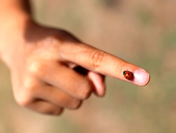 Ladybug with blacks dots on the index finger — Stock Photo, Image