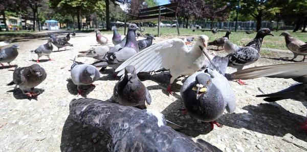 Голуби ищут крошки хлеба в общественном парке — стоковое фото
