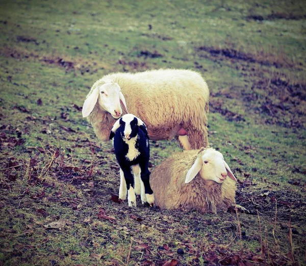 Família de ovelhas com cordeiro recém-nascido — Fotografia de Stock