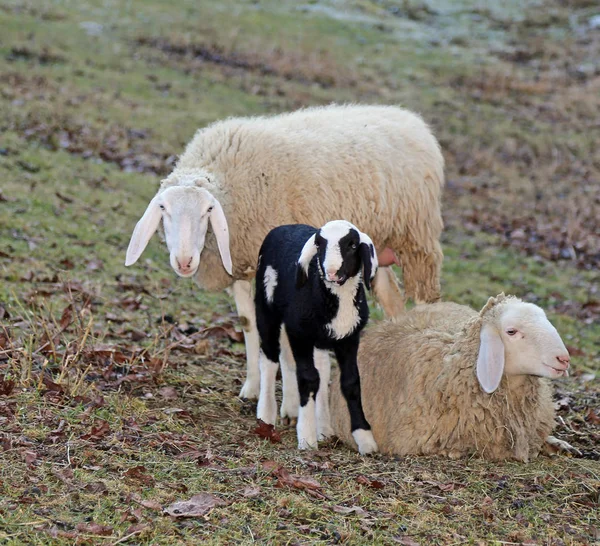 Sheep family with father mother and the little lamb — Stock Photo, Image