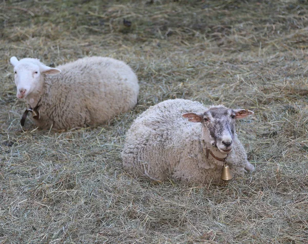 Due pecore sdraiate sul prato — Foto Stock