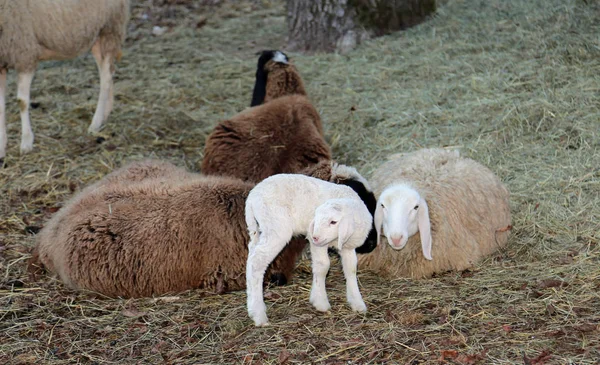 Família de ovelhas com pequeno cordeiro no prado — Fotografia de Stock