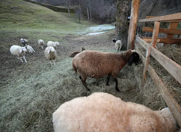 Many sheep with long fell — Stock Photo, Image