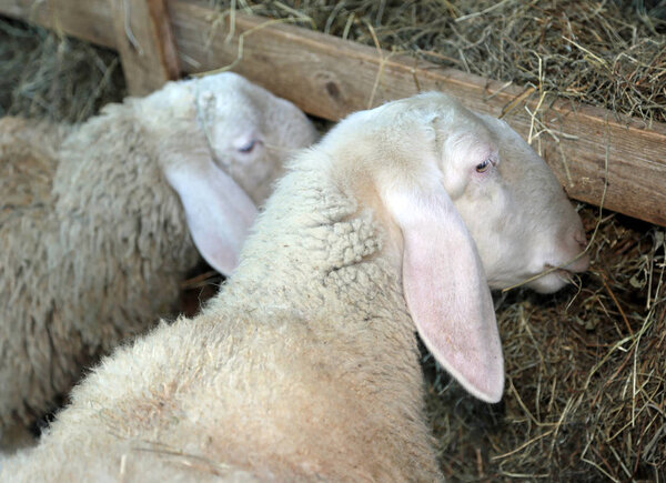 sheep eating hay in a manger