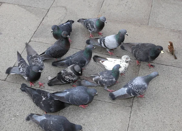 Muchas palomas y un gorrión en una plaza de Venecia — Foto de Stock