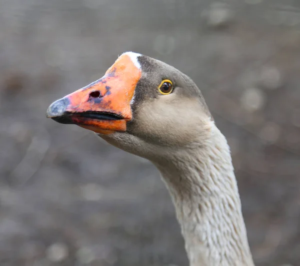 Nose of a goose with orange beak — Stock Photo, Image