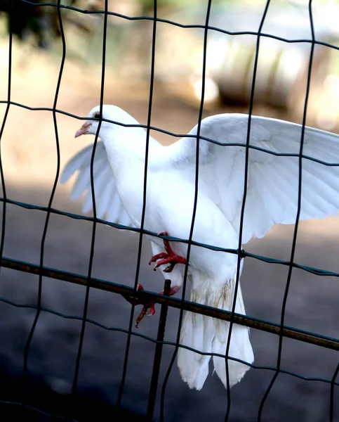 Білий голуб у пастці біля дротяної сітки — стокове фото