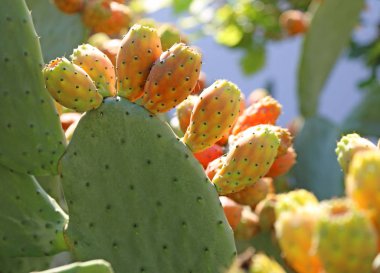 birçok olgun Hint incir opuntia ya da inciri