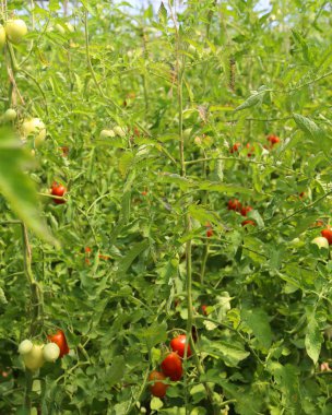 kontrollü bir sıcaklık bir sera yetiştirilen olgun domates