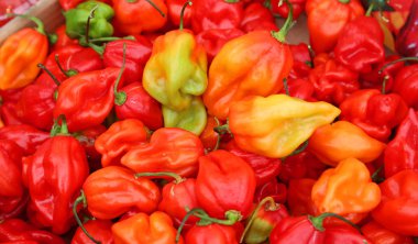 baharatlı kırmızı habanero biber