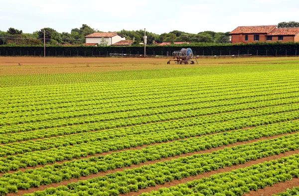 緑のレタスの農業の巨大なフィールド — ストック写真