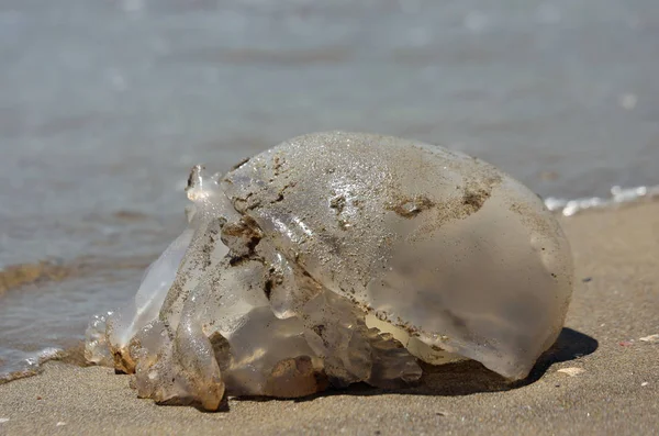 Выброшенная на берег медуза на песчаном пляже — стоковое фото