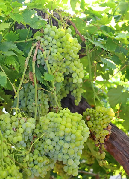 Cachos de uvas brancas maduras na vinha no outono — Fotografia de Stock