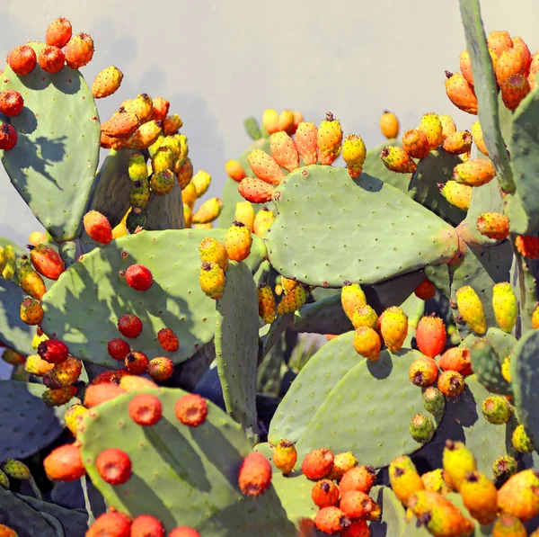 Muitos madura indiana figo opuntia na planta — Fotografia de Stock