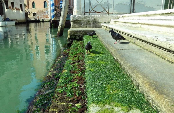 Tauben auf der mit Algen bedeckten Treppe entlang eines Kanals während des Fluges — Stockfoto