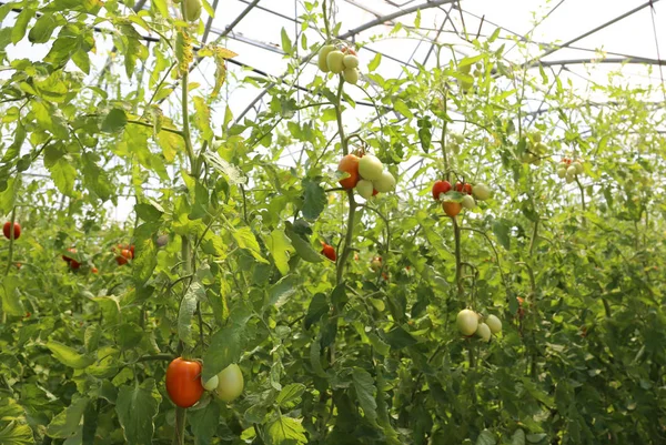 Rote Tomaten, die in einem Gewächshaus bei kontrollierter Temperatur angebaut werden — Stockfoto