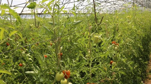 Tomates maduros cultivados en un gran invernadero —  Fotos de Stock