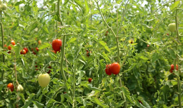 Ripe tomatoes grown in a greenhouse — Stock Photo, Image