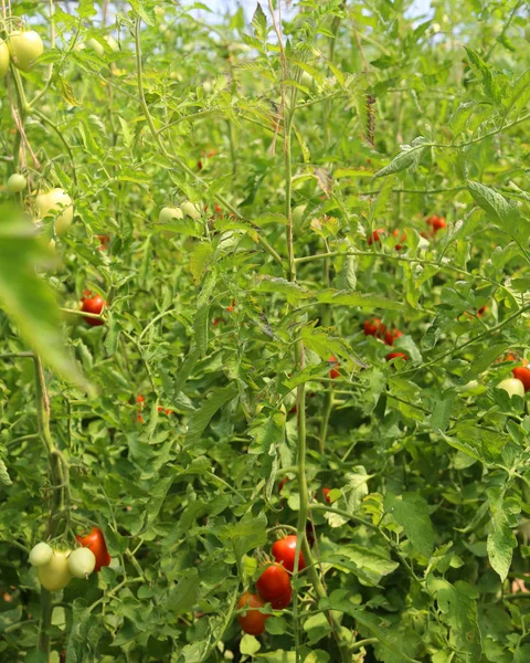 Tomates maduros cultivados em estufa a uma temperatura controlada — Fotografia de Stock