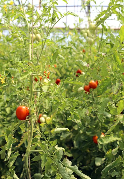 Tomates maduros cultivados em estufa a uma temperatura controlada — Fotografia de Stock