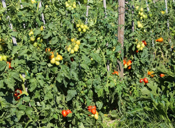 Planta de tomate com frutas maduras em horta hte — Fotografia de Stock