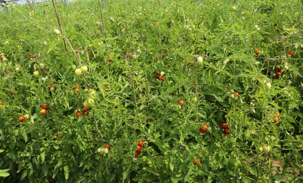 Tomatoes grown in a greenhouse at a controlled temperature — Stock Photo, Image