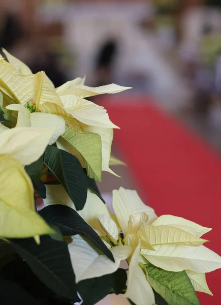 Julstjärna med vita blad in i kyrkan — Stockfoto