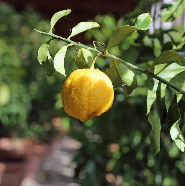 Grand citron méditerranéen dans l'orangerie de serre — Photo