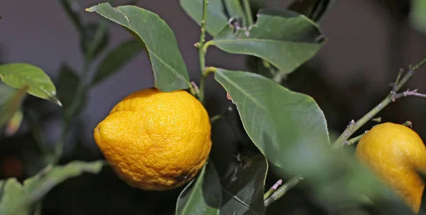Желтый средиземноморский лимон с очень толстой и морщинистой кожей — стоковое фото