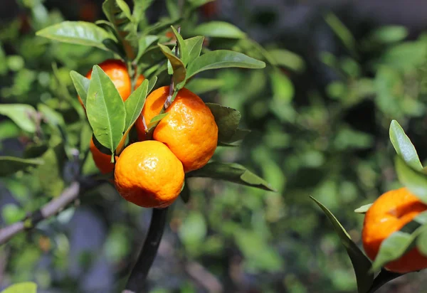 Clementine mature arancioni in un rigoglioso frutteto — Foto Stock