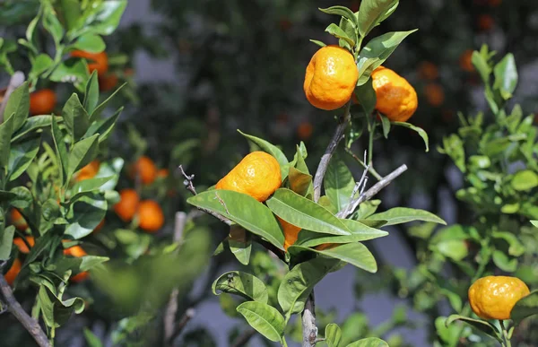 Clémentines orange dans un verger luxuriant d'orangeries — Photo