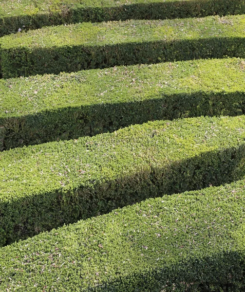 Details of thick hedges of a maze of a garden — Stock Photo, Image