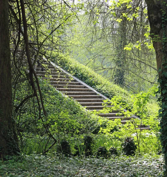 在茂密的森林中间的古代石楼梯 — 图库照片