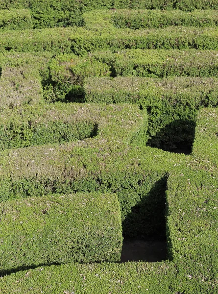 Details of thick hedges of a maze of a garden — Stock Photo, Image