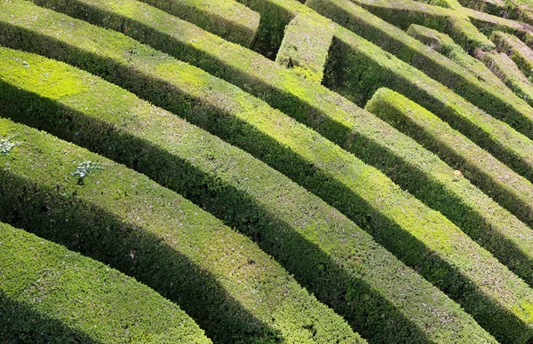 Intricate maze of hedges — Stock Photo, Image