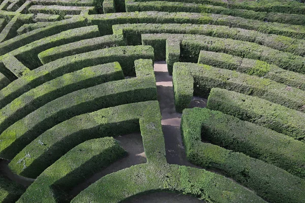 Hedges karışık ve karmaşık labirent — Stok fotoğraf