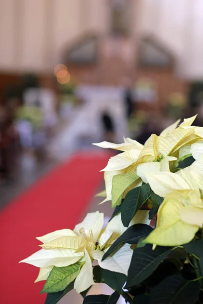 Poinsettia com folhas brancas claras na igreja e o vermelho — Fotografia de Stock