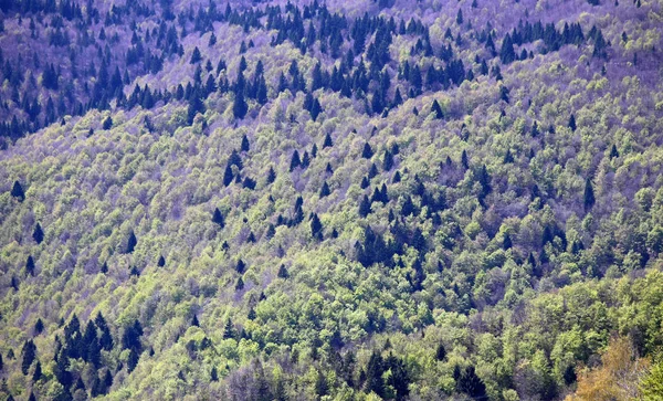 Hintergrund vieler Bäume und Nadelbäume in — Stockfoto