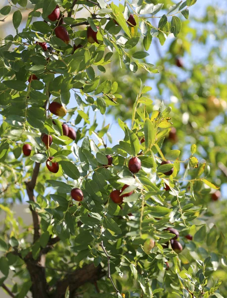 Jujube strom s mnoha druhů ovoce — Stock fotografie