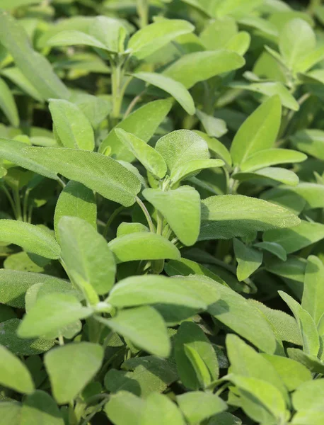 Fondo de hojas verdes de salvia planta aromática típica de la —  Fotos de Stock