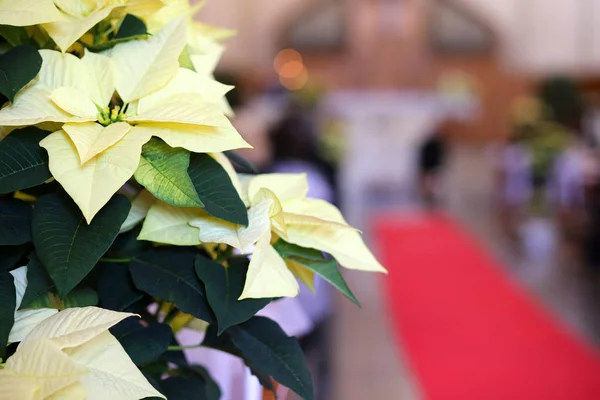 Poinsettia and the red carpet during the religious event — Stock Photo, Image